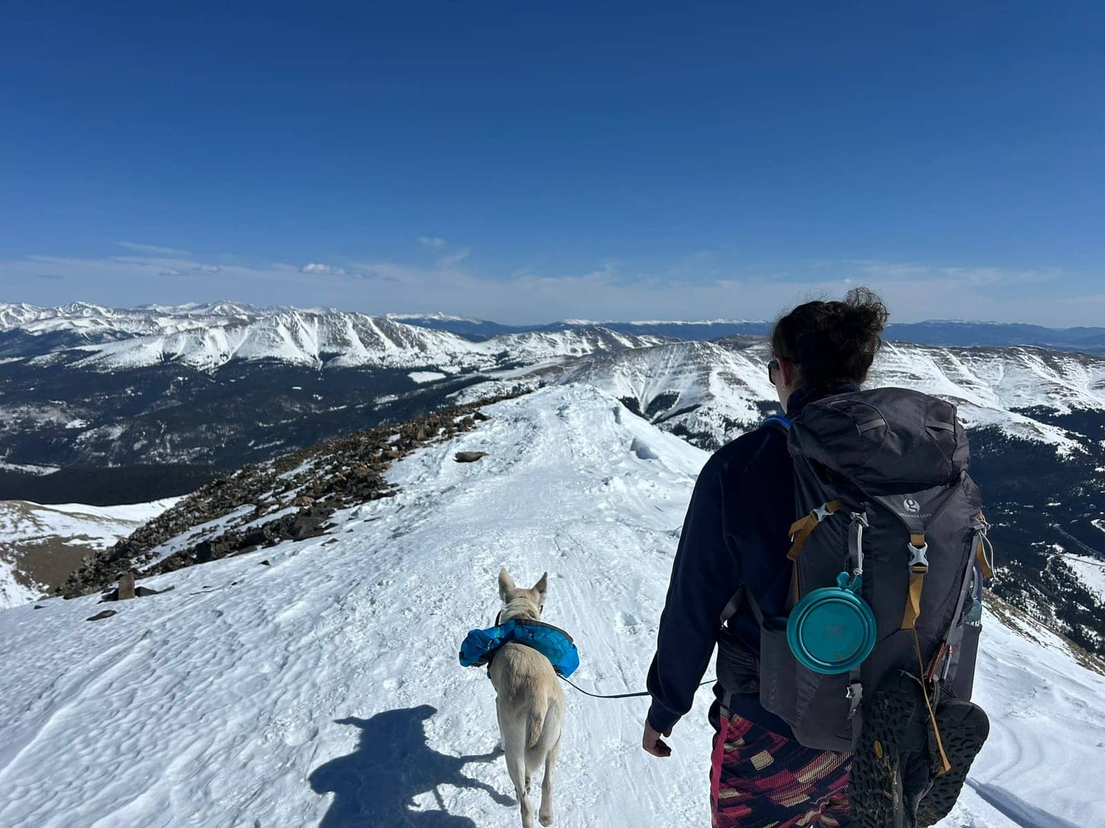 A dog in Cal's care