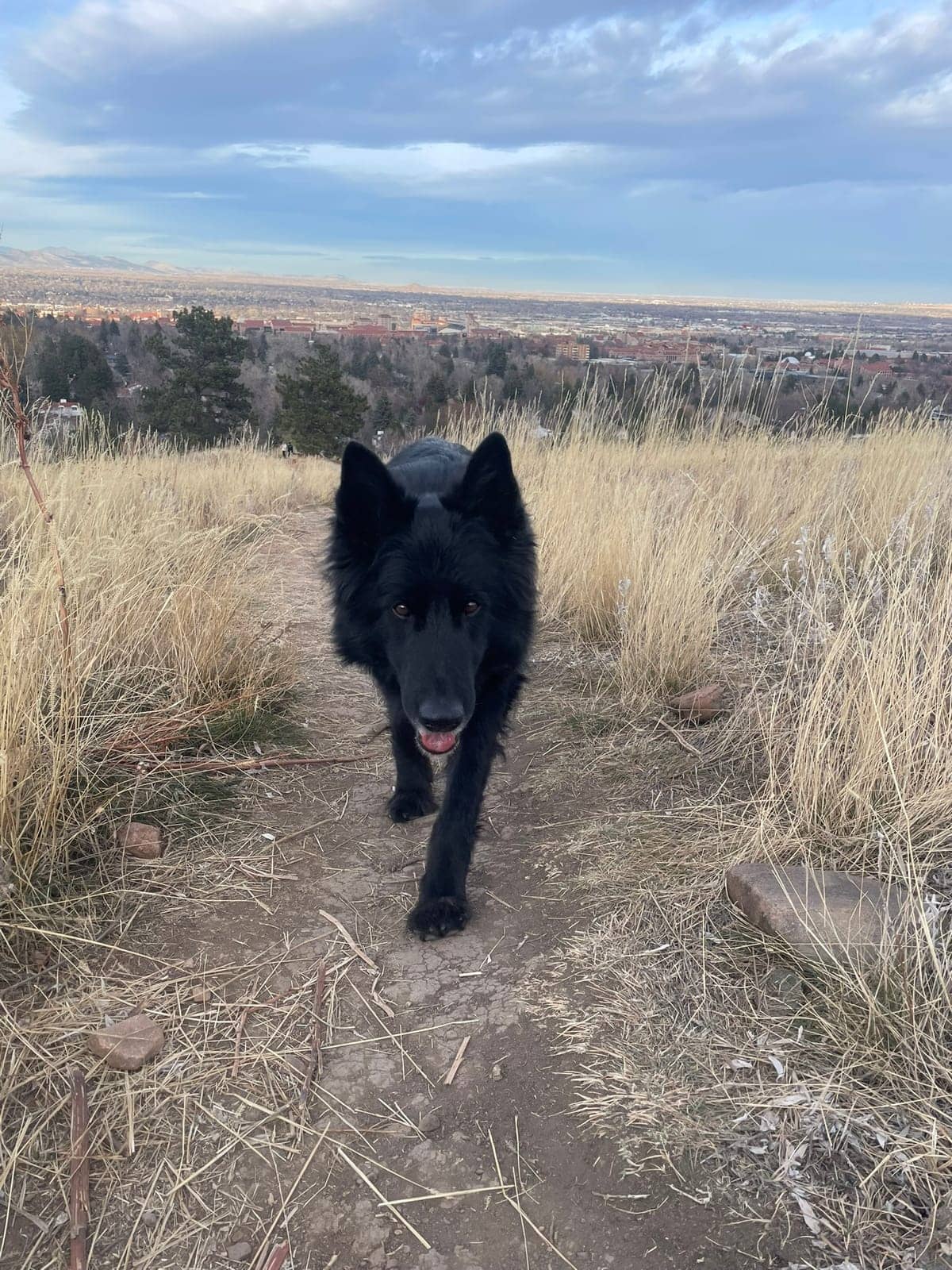 A dog in Cal's care