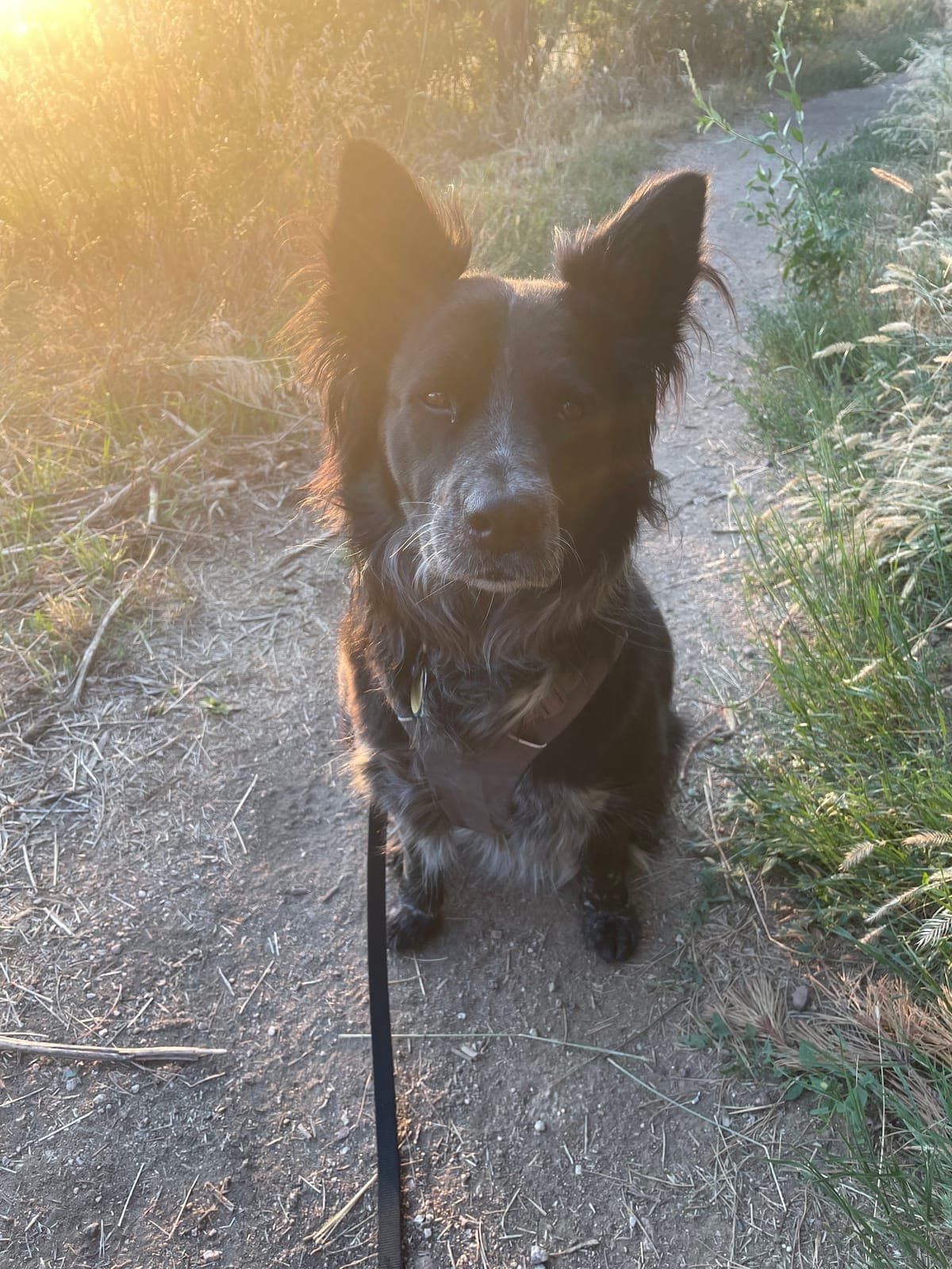 Walk with Cal